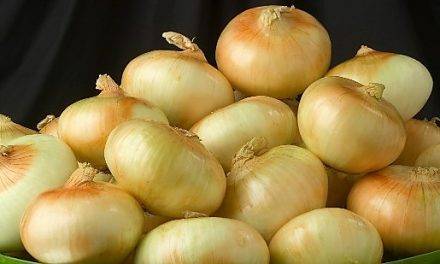 Conservación de cebollas de día corto