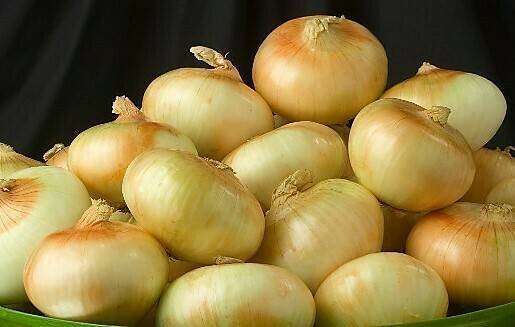 Conservación de cebollas de día corto
