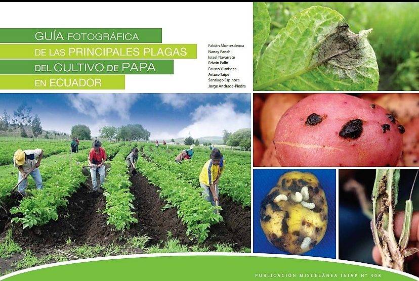 Identificación de plagas, enfermedades y fisiopatías en patatas