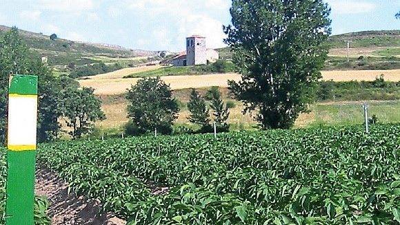 La publicación “gestión integrada de plagas en patata”, con un conjunto completo de fichas con los problemas sanitarios del cultivo