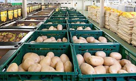 Asociaciones y retos en la industria española de la patata