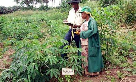 Desarrollo de nuevas variedades de mandioca adaptadas al cambio climático