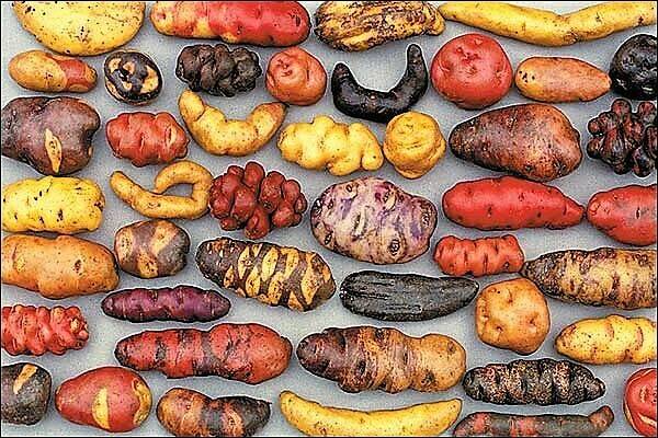 Papas chilenas para el mercado nacional e internacional