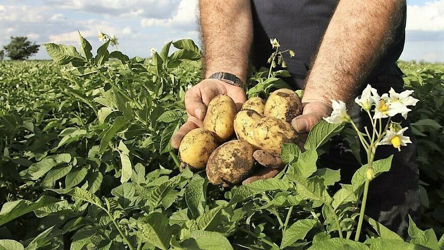Podredumbres de la patata en el almacén de una industria de producción de patatas fritas