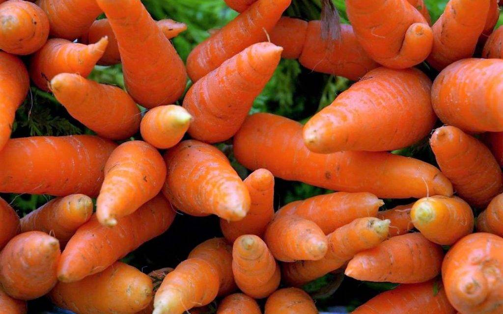 Controlar el amarillamiento de las zanahorias