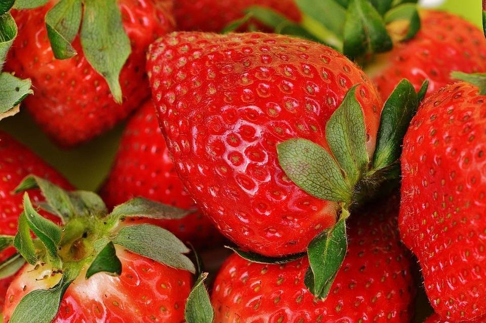 Cultivo de fresa con fibra de coco