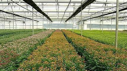 Intensificar el cultivo en invernaderos