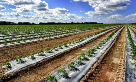 Los plásticos biodegradables para acolchados se organizan