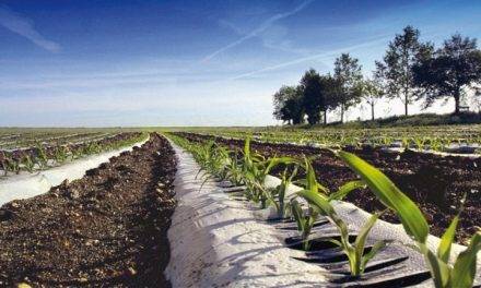 Acolchados con plásticos convencionales y biodegradables