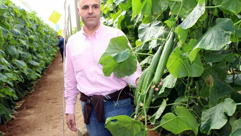Variedades de Fitó en berenjena, tomate y pepino para los invernaderos de Almería: Amalia, Nerea, Ateneo y Drago