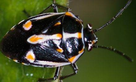 Nuevo proyecto para combatir a la chinche pintada