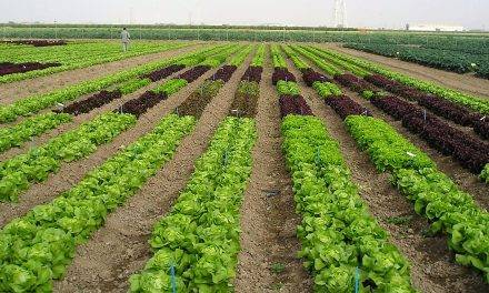 Las hortalizas cultivadas al aire libre en condiciones de climas suaves