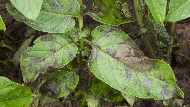 En el camino para obtener nuevos productos fitosanitarios de origen biológico que protejan a las plantas
