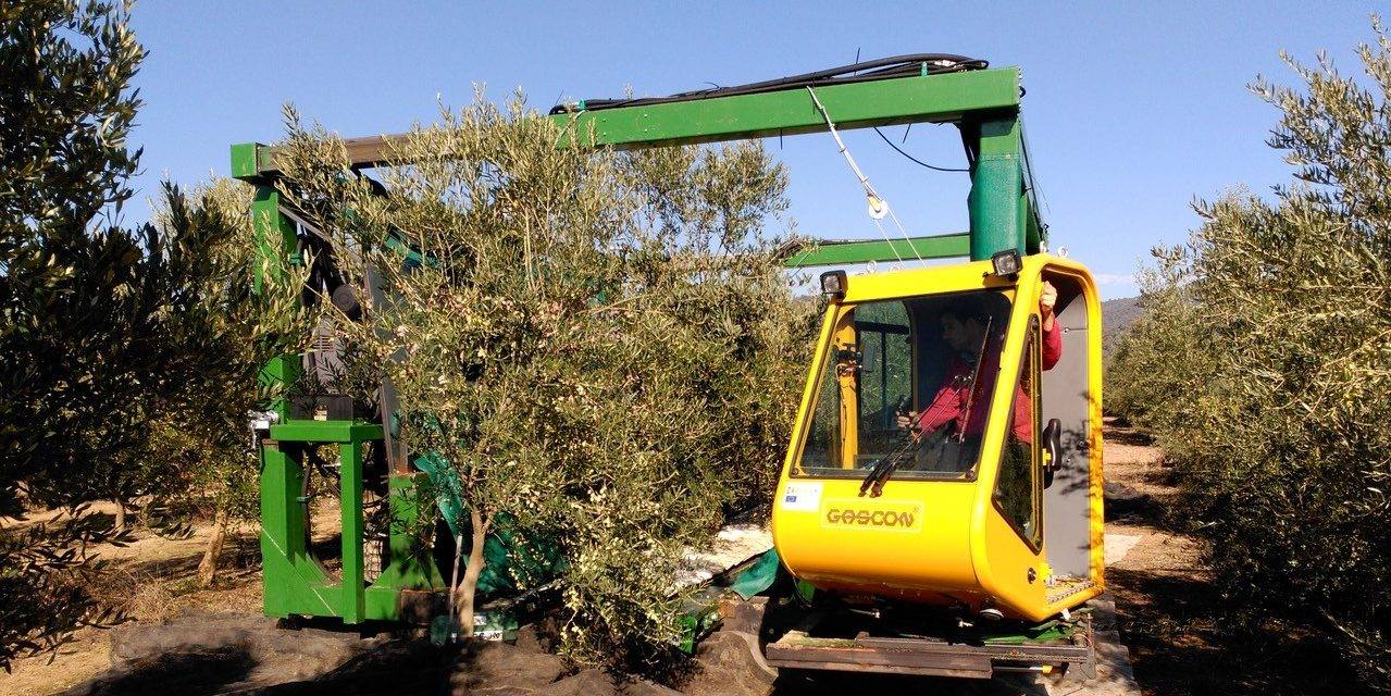 INNOLIVAR invertirá en proyectos de innovación para el olivar