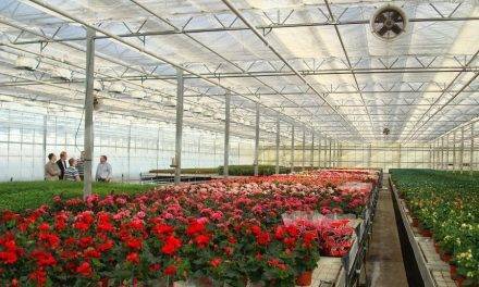 Dobles cubiertas plásticas en los invernaderos