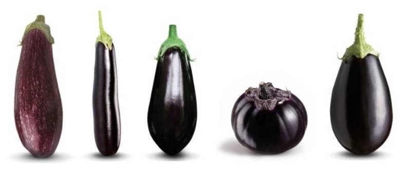 Amalia, una berenjena de Semillas Fitó