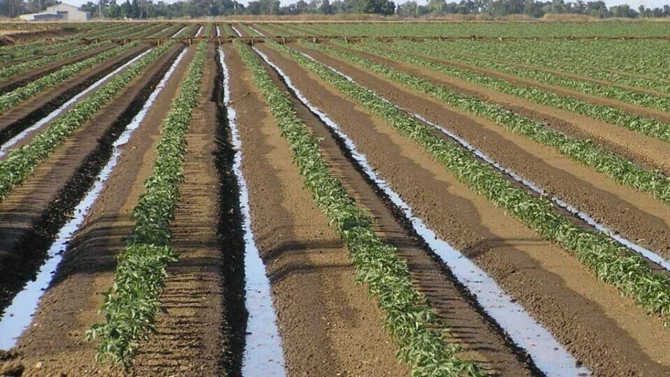 El lixiviado de nitratos y la biodesinfección del suelo
