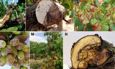 Enfermedades de la madera de la viña
