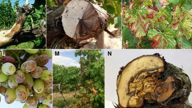 Enfermedades de la madera de la viña