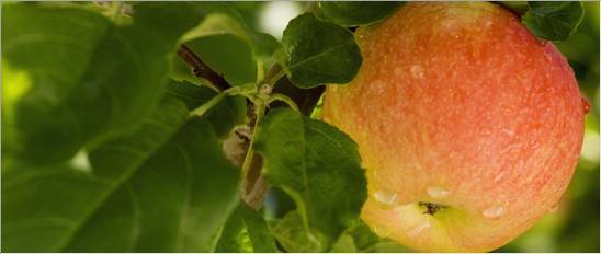 COMPO Expert, un buen socio para una buena cosecha