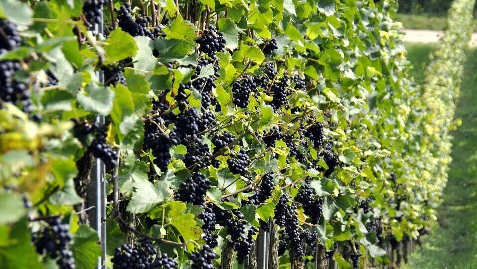 La fertirrigación en los viñedos