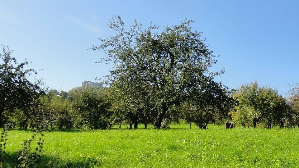 Los fruticultores se manifiestan para evitar la caída del sector