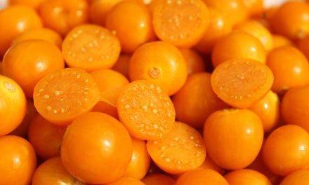 El 1-MCP retrasa la maduración de uchuva