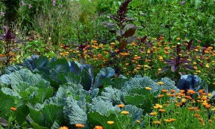 Recursos biológicos en la producción hortícola