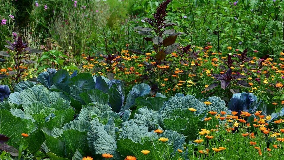 Recursos biológicos en la producción hortícola