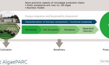 Las algas pueden proporcionar un gran avance para los suministros de alimentos y energía