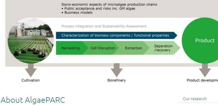 Algae can provide a breakthrough for food and energy supplies