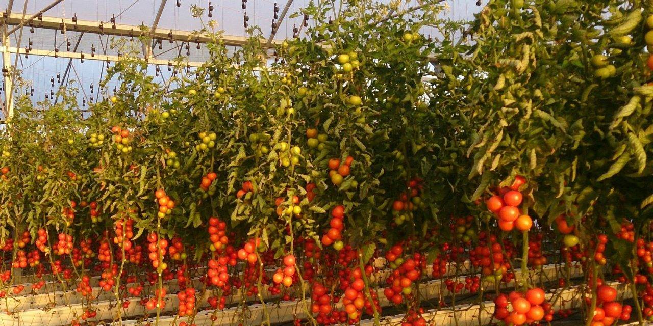 Tecnova acreditado para realizar ensayos EOR de productos fitosanitarios