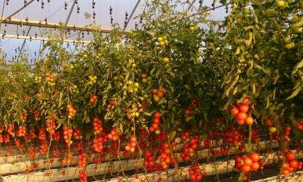 Tecnova acreditado para realizar ensayos EOR de productos fitosanitarios