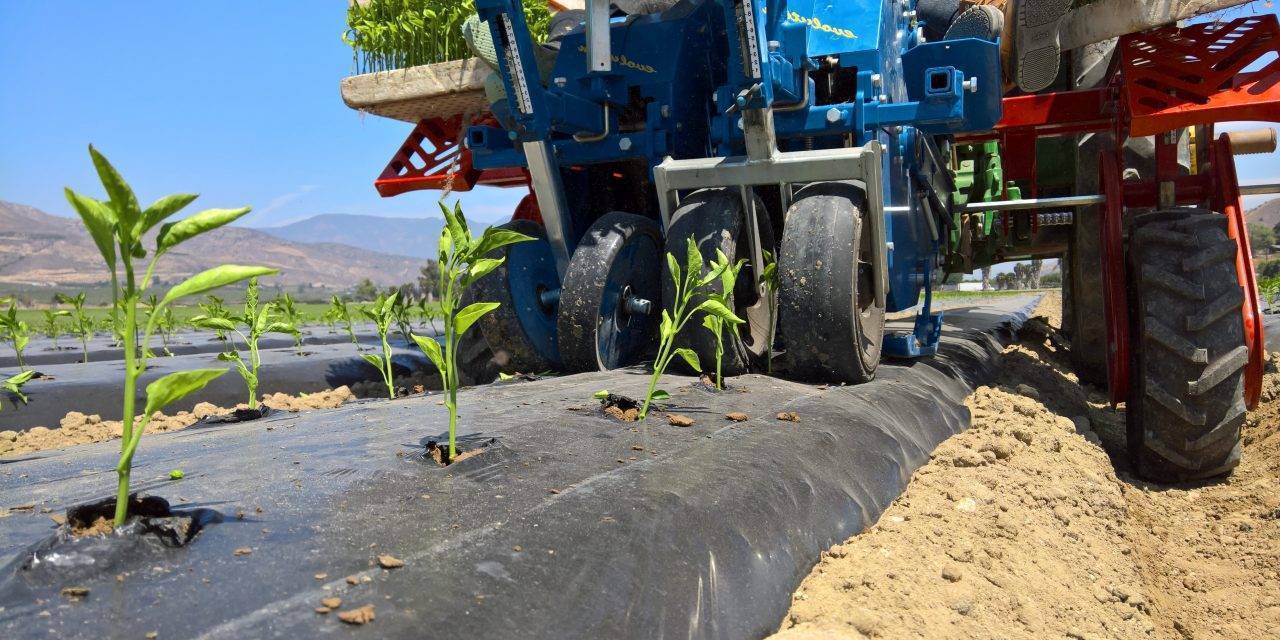 Mulching, when and why it can be used