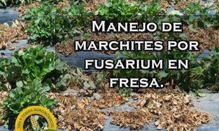 La «secadera» de la fresa en México es causada por especies fúngicas