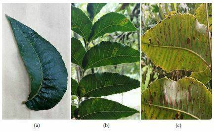 Pigments, proteins, amino acids and nonstructural carbohydrates may be used as indicators related to Zn nutritional status on pecan trees