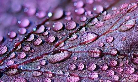 FruitsApp para la industria de productos frescos