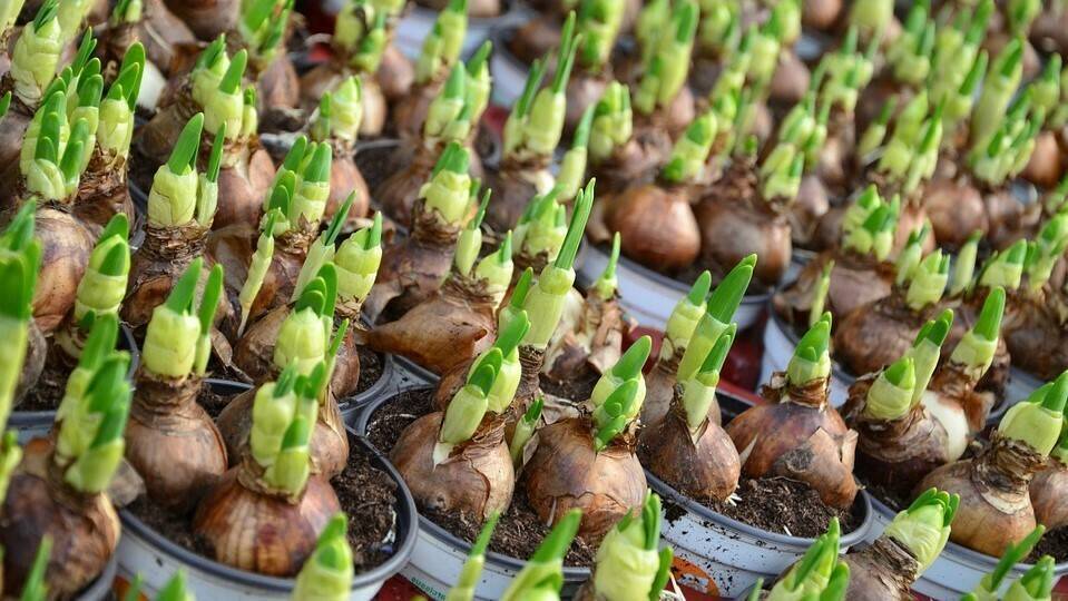 Flower bulb cultivation continues to flourish