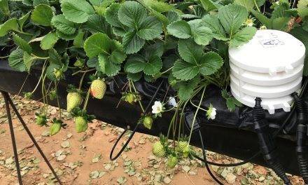 Bosch y Valenzuela y Cía digitalizan campos andaluces