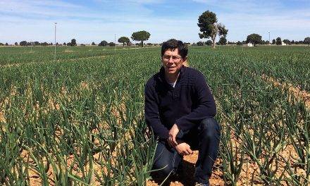 La cebolla hoy en día es un cultivo muy tecnificado y mecanizado