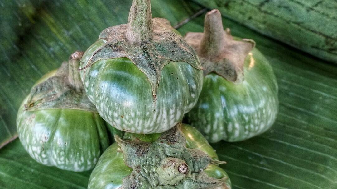 La mejora genética del contenido en compuestos bioactivos en berenjena