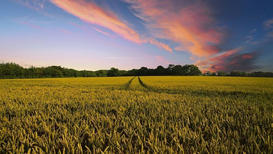 Phytoma y el impacto del cambio climático en la Sanidad Vegetal