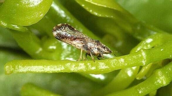 La lucha contra los insectos vectores del huanglongbing – HLB