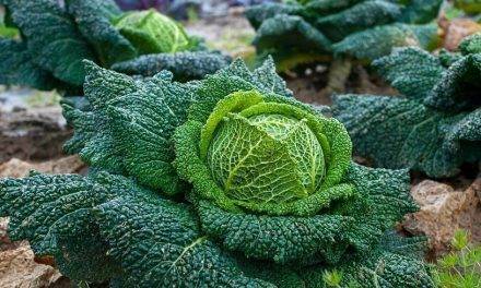 GreenTech Amsterdam 2018: the Organic Farmers Fair in the spotlight