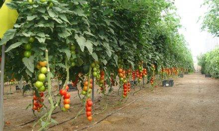 Uso de nutrientes en cultivo de tomate con diferentes niveles de salinidad del agua