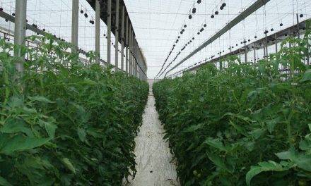 En tomate conducido con entutorado danés, permite hijos en el tallo principal que redunda en una producción mayor