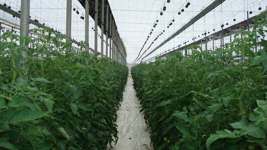 En tomate conducido con entutorado danés, permite hijos en el tallo principal que redunda en una producción mayor