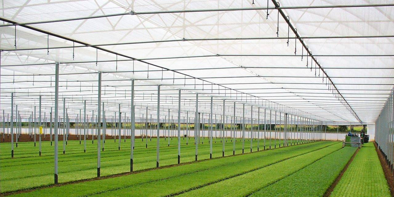 Especialidades de agrotextiles Arrigoni: Protecta®, Prisma® y Biorete® Air Plus
