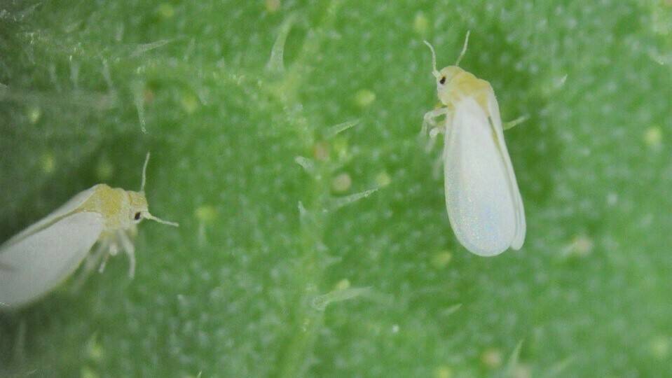 El cambio climático aumenta la población de insectos vectores y contribuye a la expansión de plagas agrícolas