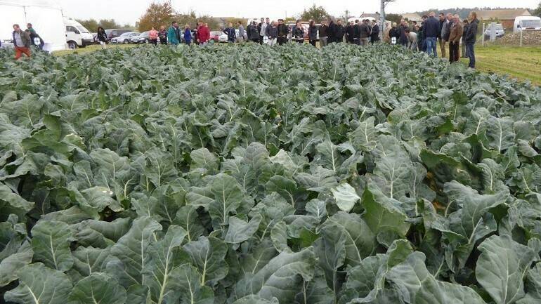 Los riegos más restrictivos son lo que arrojan mayores eficiencias en el uso del agua en coliflor
